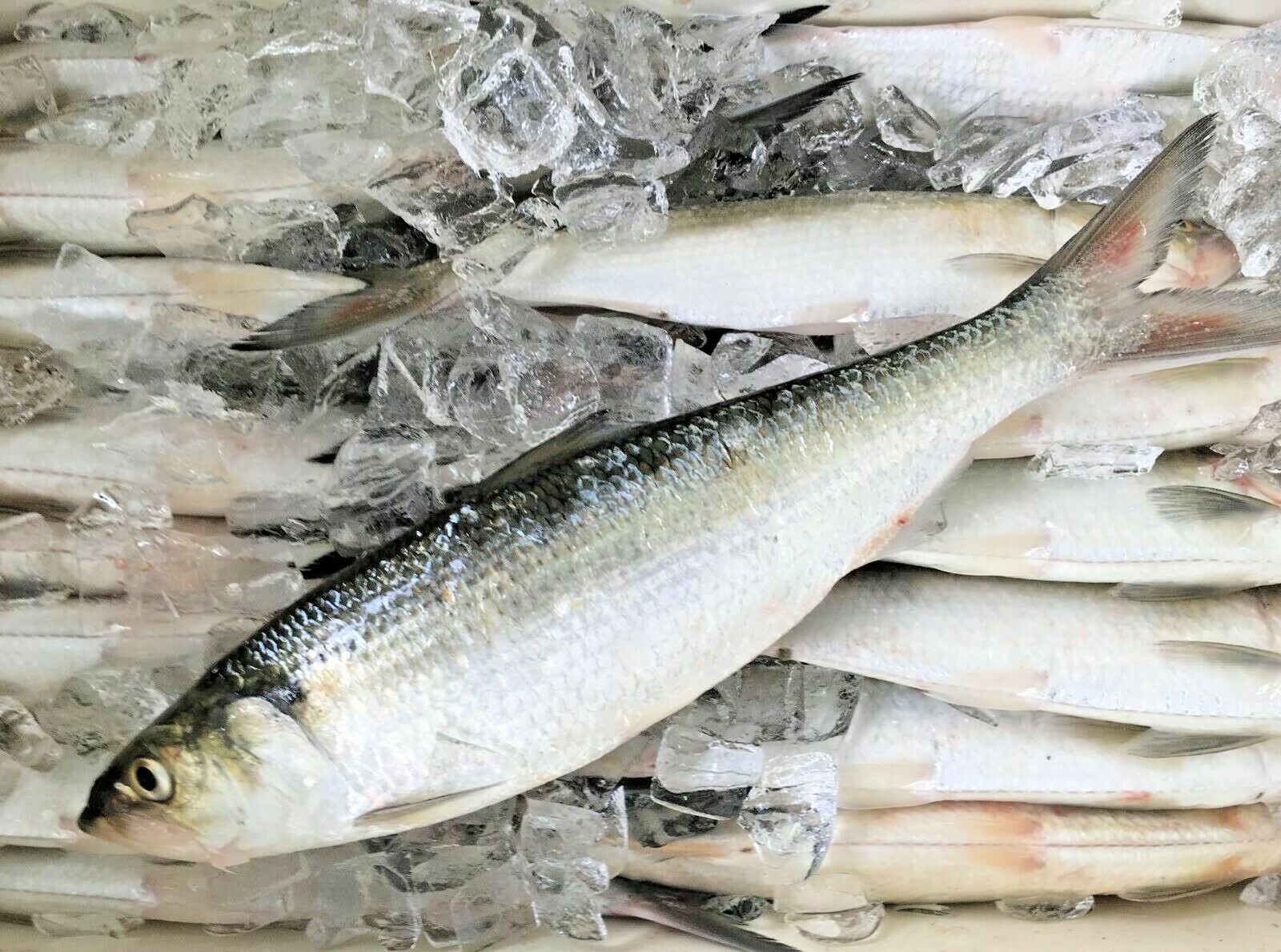 Frozen Herring