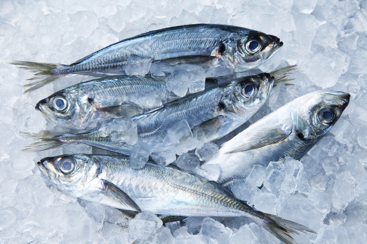 Frozen Horse Mackerel