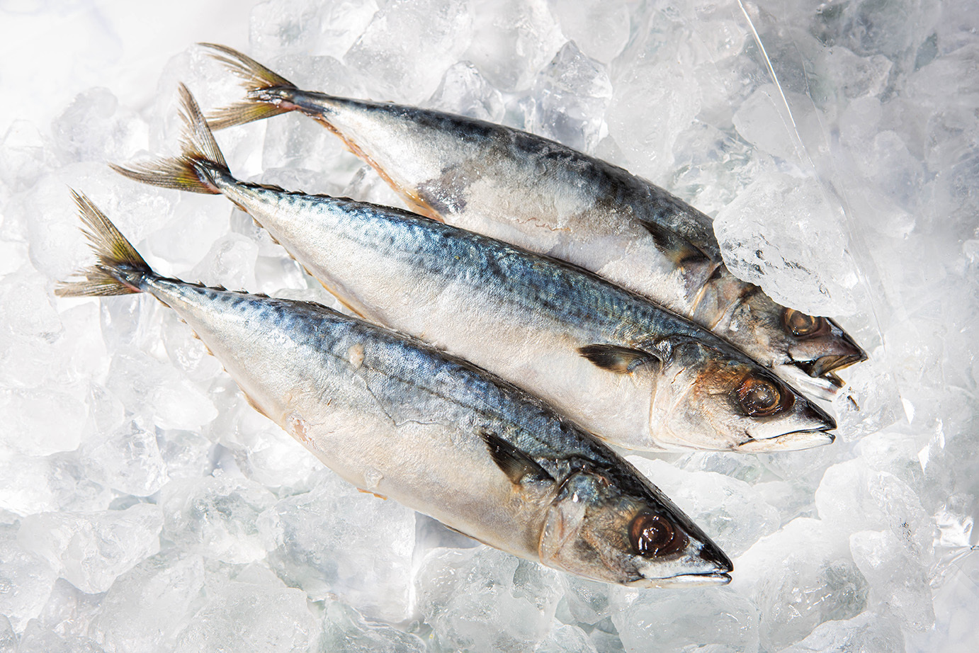 Frozen Mackerel